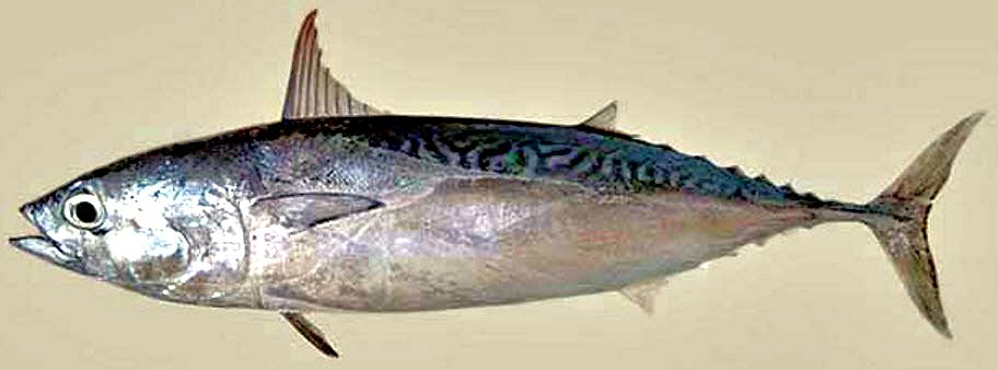 Auxis thazard thazard_04.jpg